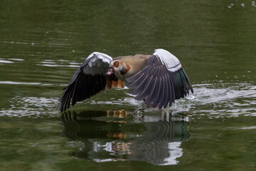Stunning moment of an Egyptian goose taking flight  © Idan