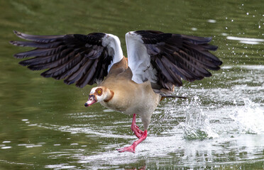 High-speed capture of an Egyptian goose breaking the water surface in flight © Idan