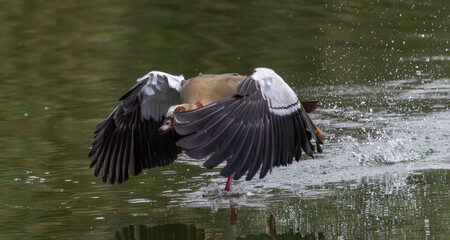 Action-packed photo of an Egyptian goose accelerating across the water for flight © Idan