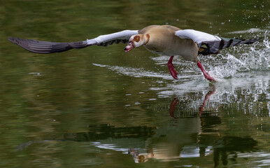 Wild goose in mid-air wings spread flying over a lake © Idan