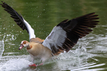 Dynamic action shot of an Egyptian goose spreading wings  © Idan