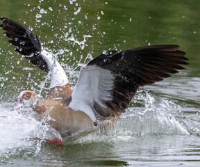 Dynamic action shot of an Egyptian goose spreading wings during landing © Idan