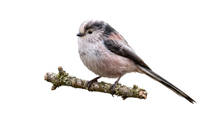 Long-tailed tit perched on a lichen-covered branch against a black background © Ophelia