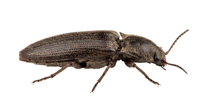 Detailed side view of an elongated brown click beetle isolated against a black background