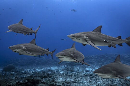 View of bull sharks swimming in the clear blue waters near Yasawa Island, Western Division, Fiji.