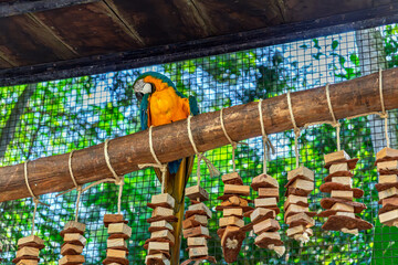 Vibrant blue-and-yellow macaw parrot preening feathers on a wooden perch with hanging enrichment toys in a tropical sanctuary © Yuliko