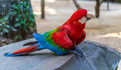 Exotic red macaw bird perching on a rock surface looking around in a sunny tropical wildlife sanctuary © Yuliko