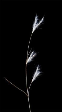 Stem of splitbeard bluestem (Andropogon ternarius), showing distinctive paired seedheads.