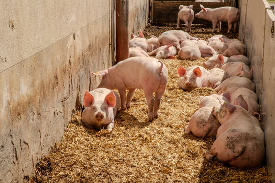Strohschweine