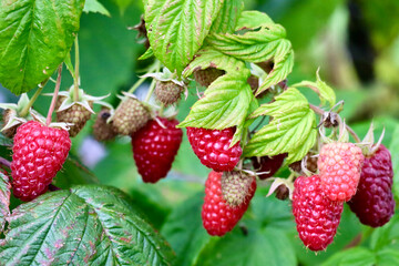 fresh organic raspberries ripening on a bush with green leaves © eve
