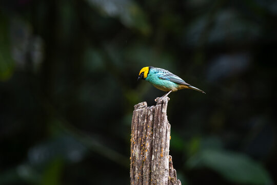 Saffron Tanager (Tangara xanthocephala) Perched on a Tree Stump in Ecuadorian Cloud Forest