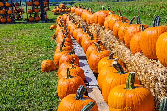 View of a large display of orange pumpkins arranged on hay bales in a sunny field at a farm in Wilmington, North Carolina, United States.