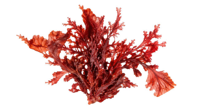Close-up of vibrant red seaweed with intricate frilly branches, isolated on a clean white background, showcasing its natural beauty.