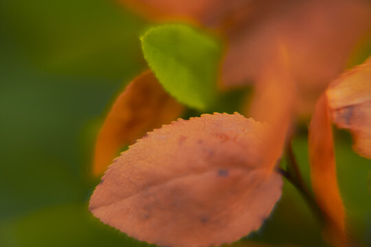 View of vibrant orange and red leaves in a close-up macro shot with soft green foliage in the background, Kirkjubaejarklaustur, Skaftarhreppur, Iceland.