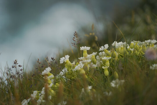 View of white wildflowers blooming in the green grass on a coastal cliffside with the blurred ocean in the background in Kirkjubaejarklaustur, Skaftarhreppur, Iceland.