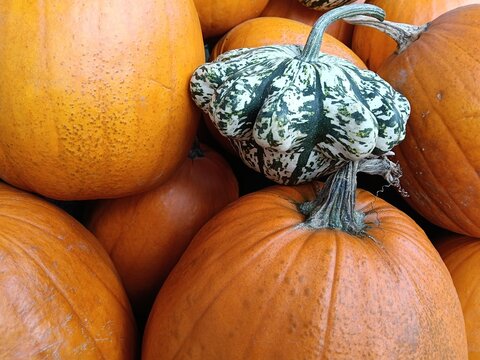 Close-up of orange pumpkins surrounding green white variegated squash in crowded autumn harvest display with textured skins and curved stems for warm seasonal color