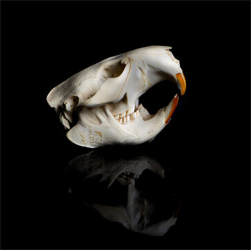 Skull of beaver (Castor canadensis) with reflection.