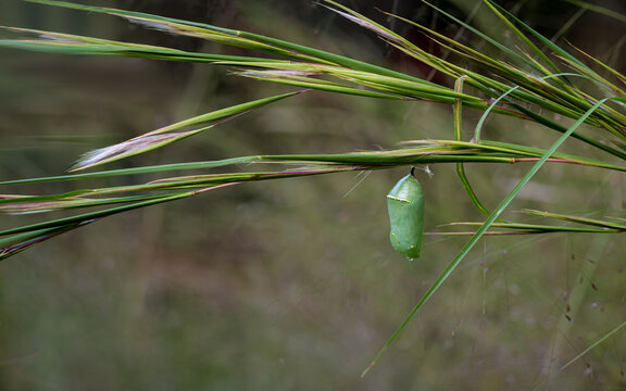 Chrysalis of monarch butterfly (Danaus plexippus) on stem of broom sedge (Andropogon virginicus) in early autumn in garden in central Virginia.
