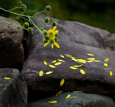 Wingstem (Verbesina alternifolia) and fallen petals in early autumn in central Virginia