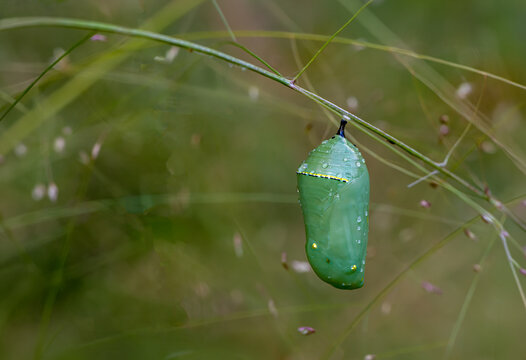Chrysalis of monarch butterfly (Danaus plexippus) on stem of witchgrass (Panicum capillare) in early autumn in garden in central Virginia.