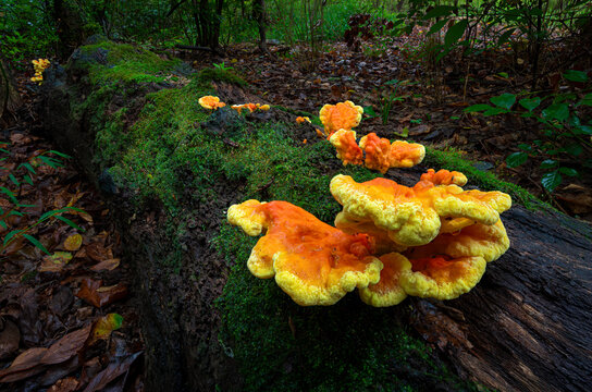 Chicken of the woods (Laetiporus sulphureus) bracket fungus gowing on rotting log in forest in central Virginia in early autumn.