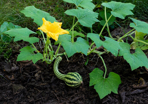 Gourd vine, with flower and fruit, in garden in central Virginia in autumn.