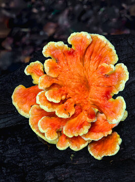 Chicken of the woods (Laetiporus sulphureus) bracket fungus growing on rotting log in forest in central Virginia in early autumn.