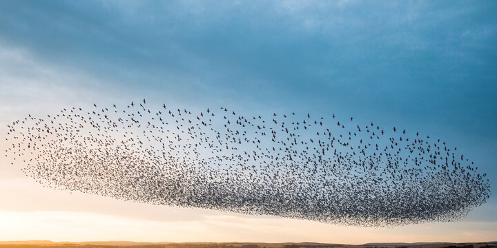 Coordinated flock of European starlings in murmuration over rural horizon at golden hour