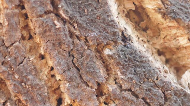 tree bark background