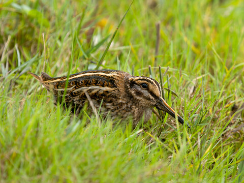 Jack snipe, Lymnocryptes minimus