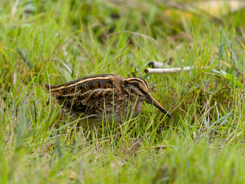 Jack snipe, Lymnocryptes minimus