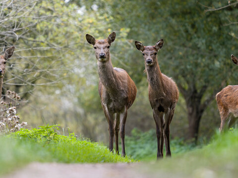 Red deer, Cervus elaphus