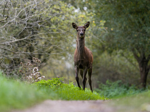 Red deer, Cervus elaphus