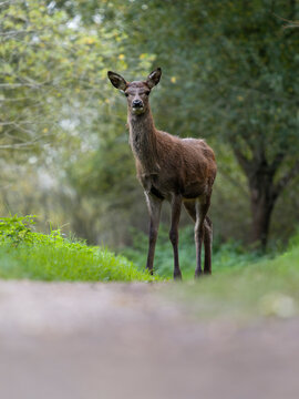 Red deer, Cervus elaphus
