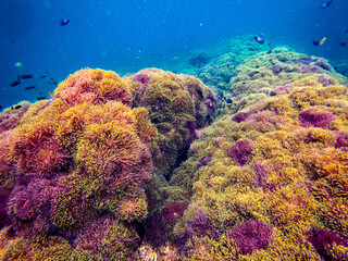 Breathtaking underwater photograph of a stunning and dense "anemone garden" (ทุ่งดอกไม้ทะเล) at Koh Lan Ped Lan Kai, a premier snorkeling and diving spot in the Gulf of Thailand, Chumphon province. Th © Tongik