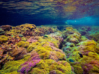 Breathtaking underwater photograph of a stunning and dense "anemone garden" (ทุ่งดอกไม้ทะเล) at Koh Lan Ped Lan Kai, a premier snorkeling and diving spot in the Gulf of Thailand, Chumphon province. Th © Tongik