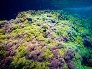 Breathtaking underwater photograph of a stunning and dense "anemone garden" (ทุ่งดอกไม้ทะเล) at Koh Lan Ped Lan Kai, a premier snorkeling and diving spot in the Gulf of Thailand, Chumphon province. Th © Tongik
