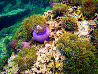 Breathtaking underwater photograph of a stunning and dense "anemone garden" (ทุ่งดอกไม้ทะเล) at Koh Lan Ped Lan Kai, a premier snorkeling and diving spot in the Gulf of Thailand, Chumphon province. Th © Tongik
