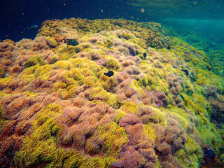 Breathtaking underwater photograph of a stunning and dense "anemone garden" (ทุ่งดอกไม้ทะเล) at Koh Lan Ped Lan Kai, a premier snorkeling and diving spot in the Gulf of Thailand, Chumphon province. Th © Tongik