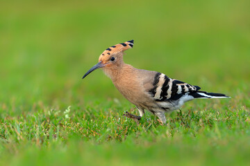 Eurasian hoopoe (Upupa epops) searching for food. Soft green background. © Albert