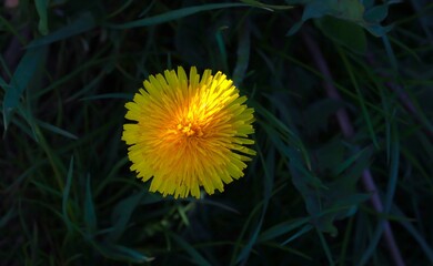 Dandelion flower in the dark green grass background with dramatic golden sunlight.  © Ivan Trybushnyi