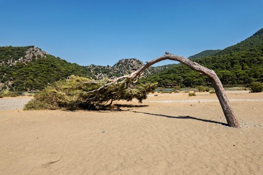 View of Iztuzu Beach featuring a uniquely bent pine tree on the sandy shore with lush green hills in the background under a clear blue sky in Ortaca, Mugla, Turkey.