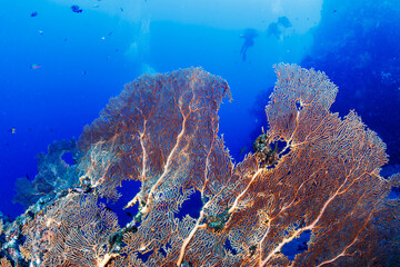 Gorgonian sea fans on healthy reef wall, low-angle view showing delicate coral branches against clear water column, divers far above in blue ocean © whitcomberd