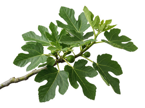 Fresh green fig branch with organic leaves isolated on a white background.