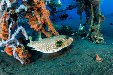 White-spotted pufferfish (Arothron hispidus) swimming over dark sand near encrusted artificial reef structure, Kubu, Bali, Indonesia © whitcomberd