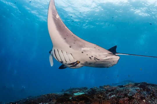 Reef manta ray (Mobula alfredi) cruising over coral reef at Manta Point, Nusa Penida, showing distinct ventral gill slits and spot patterns, Indonesia