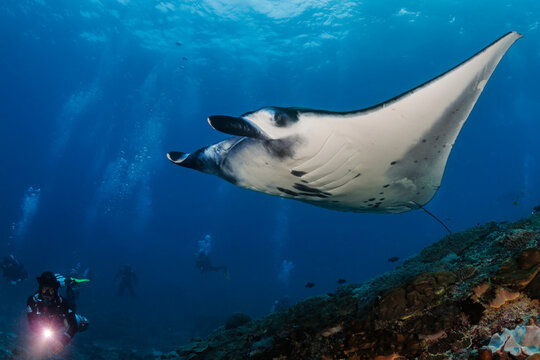 Reef manta ray (Mobula alfredi) gliding over coral reef slope near scuba divers watching from blue water, Manta Point, Nusa Penida, Indonesia