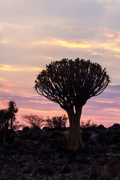 The iconic silhouette of a quiver tree, Aloidendron dichotomum, against the colorful pink and golden sky at sunrise in Namibia. 