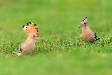 Two Eurasian hoopoe (Upupa epops) searching for food. Soft green background.             © Albert