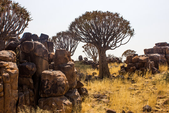 Quiver trees growing among dolerite boulder in the dry grasslands just outside Keetmanshoop in Namibia